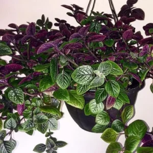 Purple Swedish Ivy Plants - 2 Pack Live Indoor Vine, 4 Inch Pots