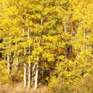 Quaking Aspen Live Seedlings - 10 Tree Plants 8-16 Inches Tall - For Planting