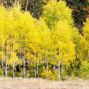 Quaking Aspen Live Seedlings - 10 Tree Plants 8-16 Inches Tall - For Planting