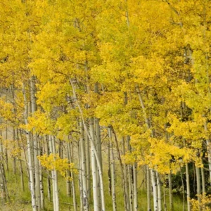 Quaking Aspen Trees - 2 Live Bare Root Aspen Plants 24-36 Inches