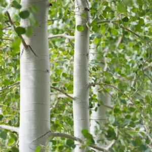 Quaking Aspen Trees - 2 Live Bare Root Aspen Plants 24-36 Inches