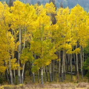 Quaking Aspen Trees 3-Pack - Live Plant Seedlings - 8-16 Inches Tall - Potted Aspen Trees