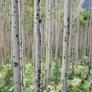 Quaking Aspen Trees Bare Root Tree 24-36 Inches Live Plant