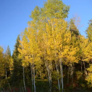 Quaking Aspen Trees Bare Root Tree 24-36 Inches Live Plant