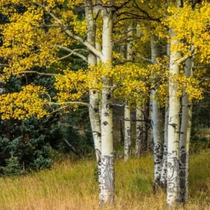 Quaking Aspen Trees Live Plants - 18-24 Inch Bare Root Seedlings