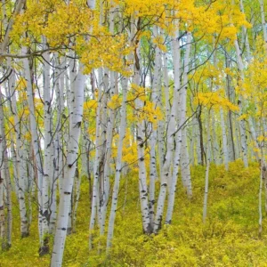 Quaking Aspen Trees Live Plants - 18-24 Inch Bare Root Seedlings