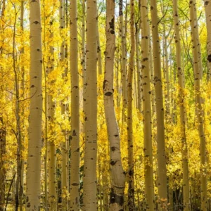 Quaking Aspen Trees Live Plants - 18-24 Inch Bare Root Seedlings