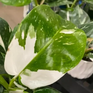 Rare White Philodendron Plant - Live Indoor Houseplant - 3 Inch Potted Variegated Philodendron