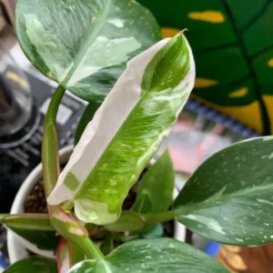 Rare White Philodendron Plant - Live Indoor Houseplant - 3 Inch Potted Variegated Philodendron