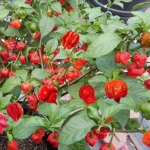 Red Carolina Reaper