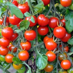 Red Cherry Tomato Plants - 4 Pack Live Young Garden Plant