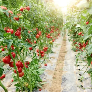 Red Cherry Tomato Plants - 4 Pack Live Young Garden Plant