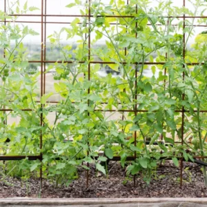 Red Cherry Tomato Plants - 4 Pack Live Young Garden Plant