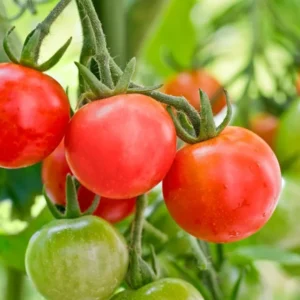 Red Cherry Tomato Plants - Set of 2 Live Garden Plants - Heirloom Variety