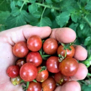 Red Cherry Tomato Plants - Set of 2 Live Garden Plants - Heirloom Variety