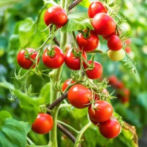 Red Cherry Tomato Plants - Set of 2 Live Garden Plants - Heirloom Variety