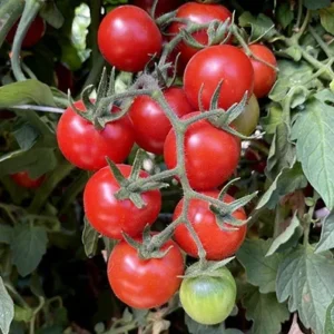 Red Cherry Tomato Plants - Set of 2 Live Garden Plants - Heirloom Variety