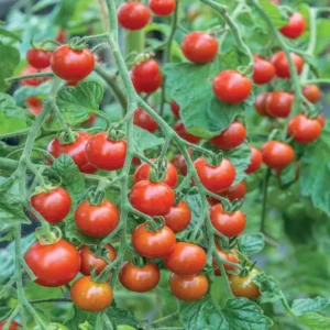 Red Cherry Tomato Plants - Set of 2 Live Garden Plants - Heirloom Variety