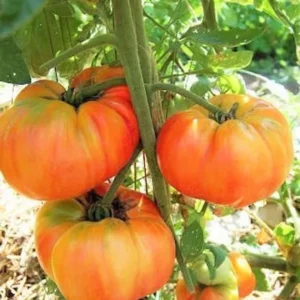 Red Cherry Tomato Plants - Set of 4 Live Tomato Plants for Garden - High-Yielding