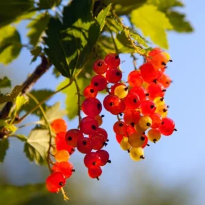 Red Currant Plant Live - 2 Year Bareroot Currant Bush - Red Berries