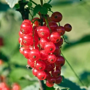 Red Currant Plant Live - 2 Year Bareroot Currant Bush - Red Berries