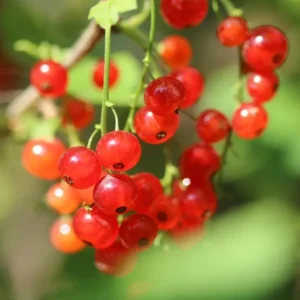 Red Currant Plant Live - 2 Year Bareroot Currant Bush - Red Berries