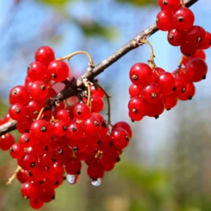 Red Currant Plant Live - 2 Year Bareroot Currant Bush - Red Berries