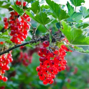 Red Currant Plant Live - 2 Year Bareroot Currant Bush - Red Berries