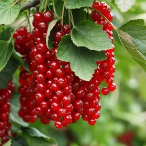 Red Currant Tree Live Plant - 2 Year Old Bareroot - Grow Your Own Currant Berries