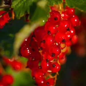 Red Currant Tree Live Plant - 2 Year Old Bareroot - Grow Your Own Currant Berries