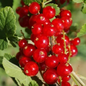 Red Currant Tree Live Plant - 2 Year Old Bareroot - Grow Your Own Currant Berries