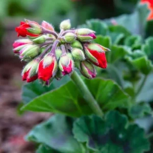 Red Geranium Live Plants - 2 Potted Geranium Seedlings, 4'' Pots, Gardening