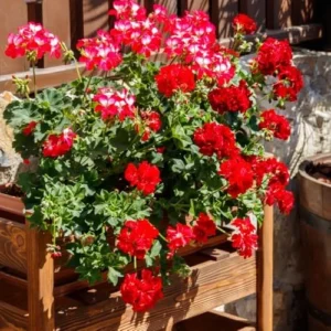 Red Geranium Live Plants - 2 Potted Geranium Seedlings, 4'' Pots, Gardening