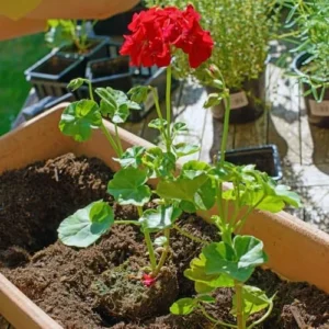 Red Geranium Live Plants - 2 Potted Geranium Seedlings, 4'' Pots, Gardening