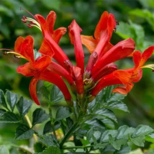 Red Honeysuckle Live Plant - Vine Bush - 4-10 Inch Tall - Garden Ready