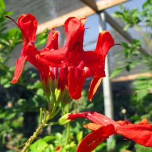 Red Honeysuckle Live Plant - Vine Bush - 4-10 Inch Tall - Garden Ready