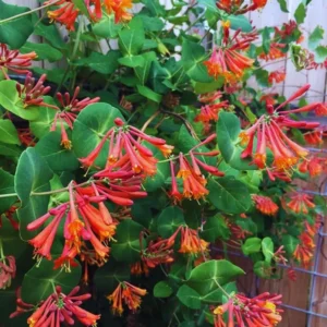 Red Honeysuckle Plants Live Set - 5 Coral Honeysuckle Climbing Vines - Garden Ready