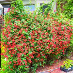 Red Honeysuckle Plants Live Set - 5 Coral Honeysuckle Climbing Vines - Garden Ready