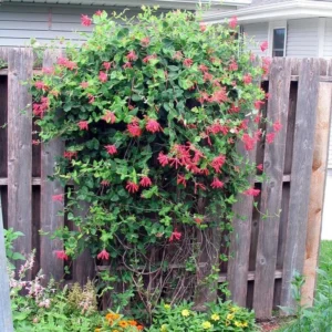 Red Honeysuckle Plants Live Set - 5 Coral Honeysuckle Climbing Vines - Garden Ready