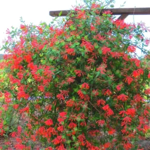 Red Honeysuckle Plants Live Set - 5 Coral Honeysuckle Climbing Vines - Garden Ready