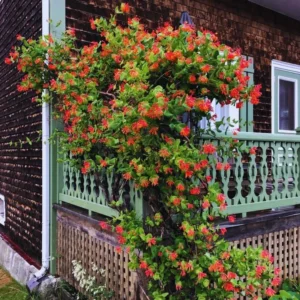 Red Honeysuckle Plants Live - Set of 2 Coral Honeysuckle Vines 5-9