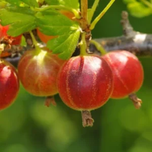 Red Josta Gooseberry Bush Live Plant - 8-14 Inch Sweet Gooseberry Bareroot