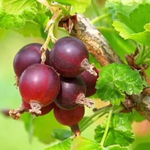 Red Josta Gooseberry Bush Live Plant - 8-14 Inch Sweet Gooseberry Bareroot