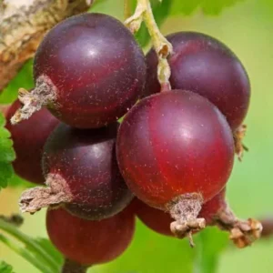 Red Josta Gooseberry Bush Live Plant - 8-14 Inch Sweet Gooseberry Bareroot