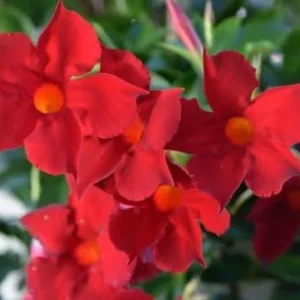 Red Mandevilla Bush Plants - 3 Live Plants 10-17 Inch Height in Pot