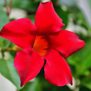 Red Mandevilla Bush Plants - 3 Live Plants 10-17 Inch Height in Pot