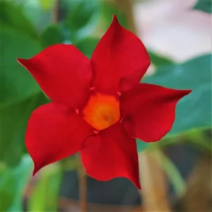 Red Mandevilla Bush Plants - Live Potted Plants, 10-17 Inch Height