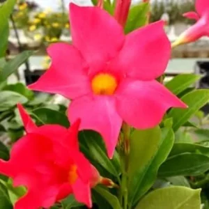 Red Mandevilla Vine Plants - 2 Live Seedlings 10-20 Inch - Perennial Flower