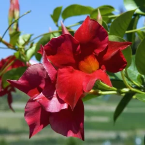 Red Mandevilla Vine Plants - 2 Live Seedlings 10-20 Inch - Perennial Flower