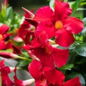 Red Mandevilla Vine Plants - 2 Live Seedlings 10-20 Inch - Perennial Flower